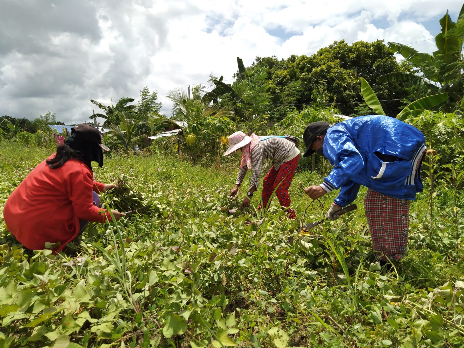 Free Land Distribution Now! Amihan